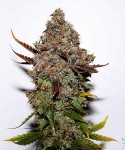 fem_original_skunk_1-seeds-seedking.com