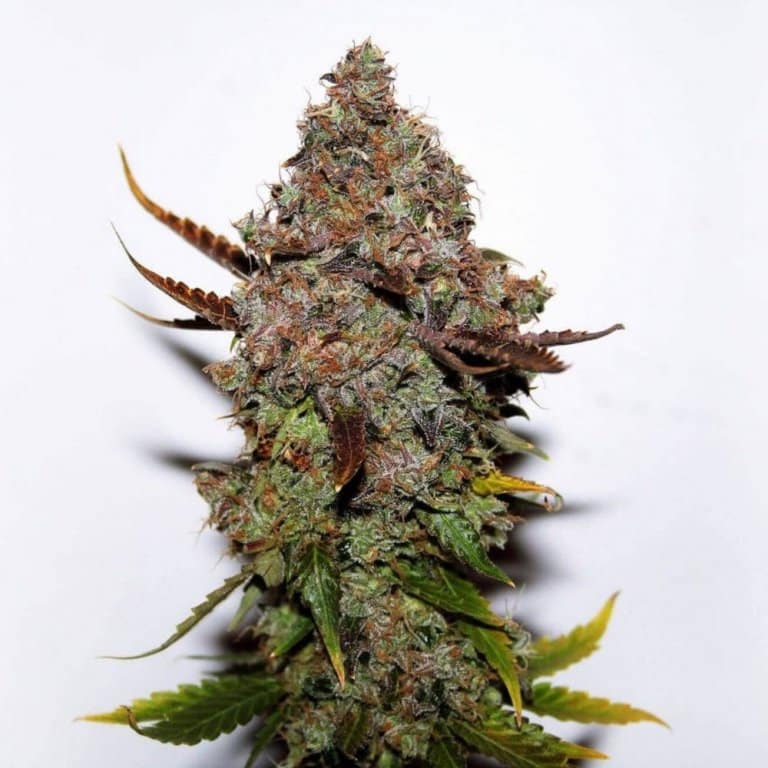 Original Skunk #1 Seeds | Original Skunk Strain | Feminized Skunk