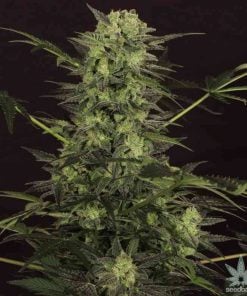 MK Ultra strain seeds usa