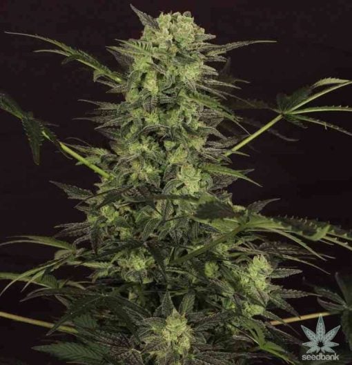 MK Ultra strain seeds usa