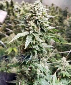 feminized-Tahoe_og_kush_seeds_seedking.com