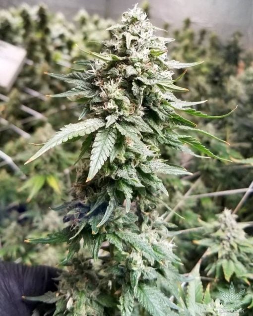 feminized-Tahoe_og_kush_seeds_seedking.com