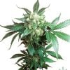 feminizadas-black-domina-seeds-usa