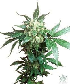 feminizadas-black-domina-seeds-usa