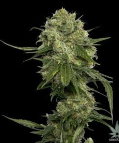 feminisierte-chocolope-cannaibs-seeds-1