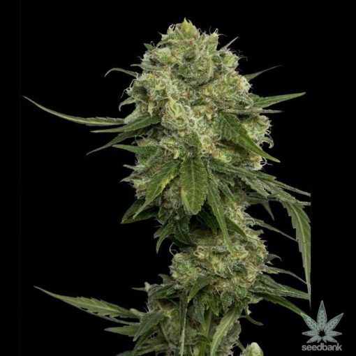 feminisierte-chocolope-cannaibs-seeds-1