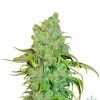 feminized-chocolope-seeds