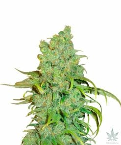 feminized-chocolope-seeds