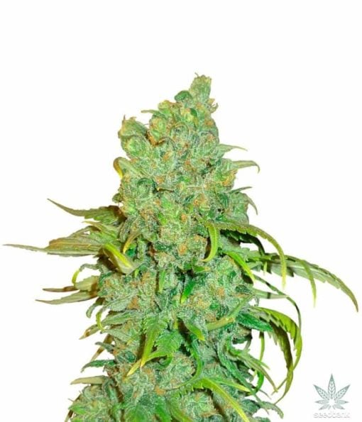 feminized-chocolope-seeds