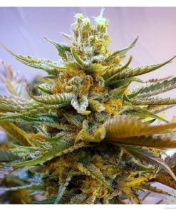 graines-de-cannabis-g-13-feminisées-seedking.com