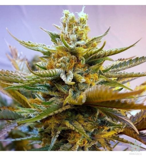 semillas-de-cannabis-g-13-feminizadas-seedking.com