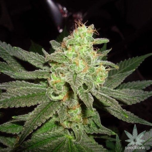 feminisierte-g-13-cannabis-seeds-usa-seedking.com