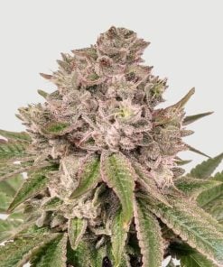 feminisierte Gorilla-Glue-Sorte USA