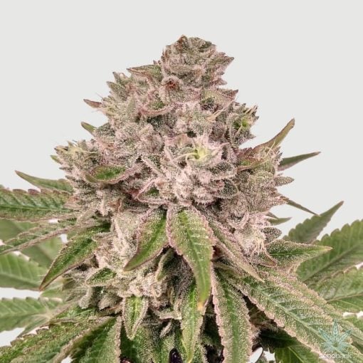 feminisierte Gorilla-Glue-Sorte USA