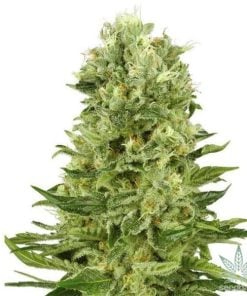 feminized green crack cannabis seeds