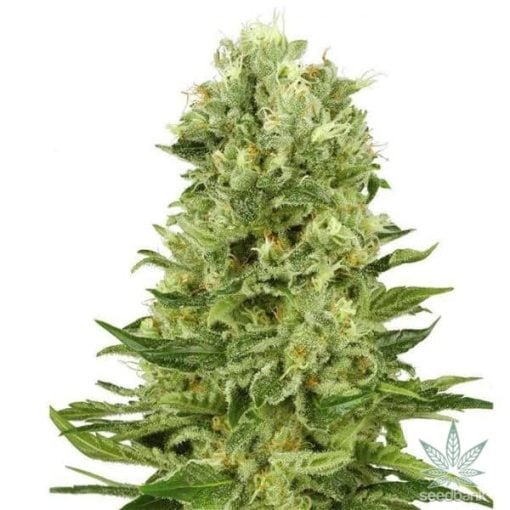 feminized green crack cannabis seeds