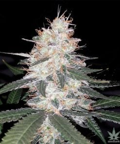 kali-mist-seeds-feminizadas-usa-2