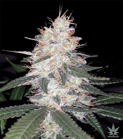 feminized-kali-mist-seeds-usa-2