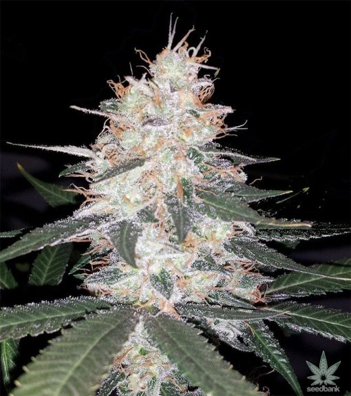 feminisiert-kali-mist-seeds-usa-2