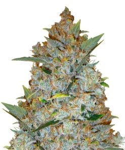 feminized-kali-mist-seeds-usa