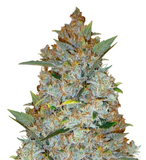 feminisiert-kali-mist-seeds-usa