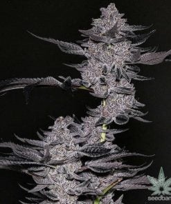 feminisiert-la-confidential-seeds-2_grande