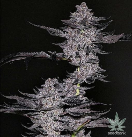 feminisiert-la-confidential-seeds-2_grande