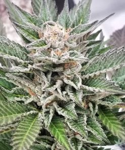 feminized-shishkaberry-seeds