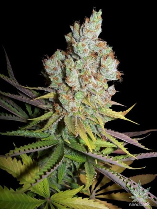 feminized-sour-lemon-haze-seeds-for-sale-usa