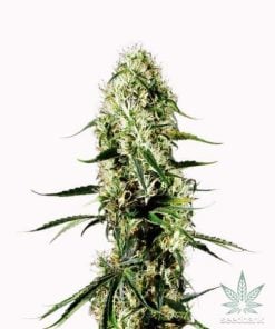 féminisée-super-silver-haze-seeds-1_grande