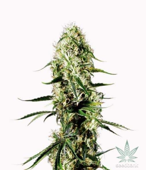 féminisée-super-silver-haze-seeds-1_grande