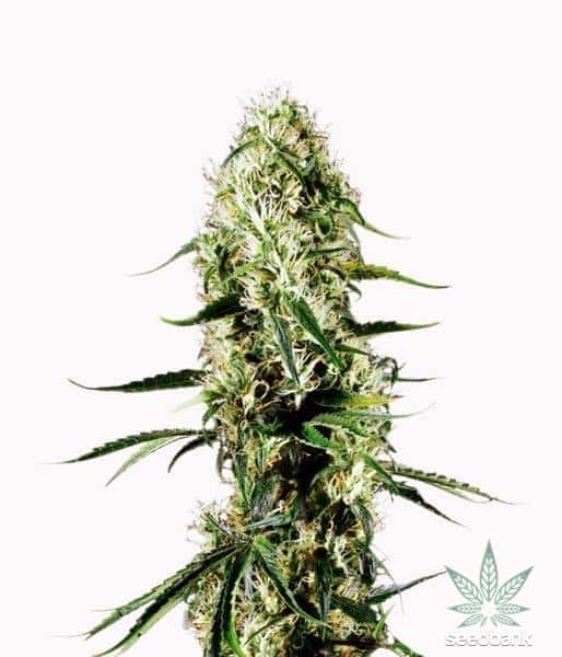 Super Silver Haze strain > MrNice ▷ THC 15-20%