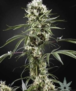 feminisiert--super-silver-haze-seeds-2_grande