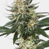 feminized-tangie-seeds