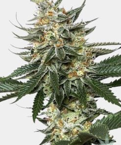 feminized-tangie-seeds