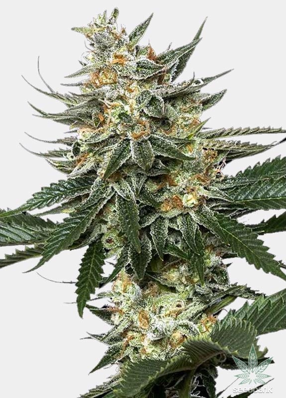 Tangie Seeds | Feminized Tangie Strain | Seed King Cannabis Seeds