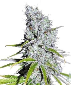 feminized zkittles strain