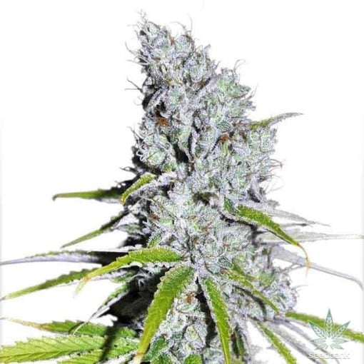 feminized zkittles strain