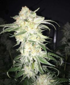 feminized_afghan_kush_seeds_usa