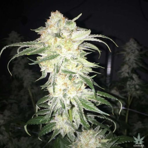 feminized_afghan_kush_seeds_usa