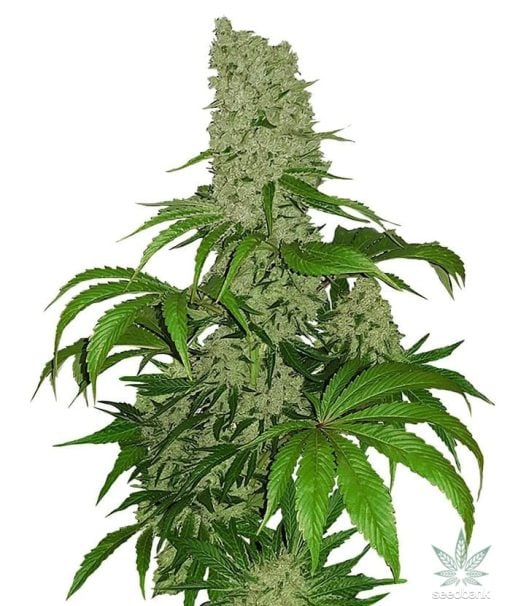 féminisée_big_bud_cannabis_seeds_usa_seedking.com_2