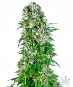 féminisée_big_bud_seeds_seedking.com_3