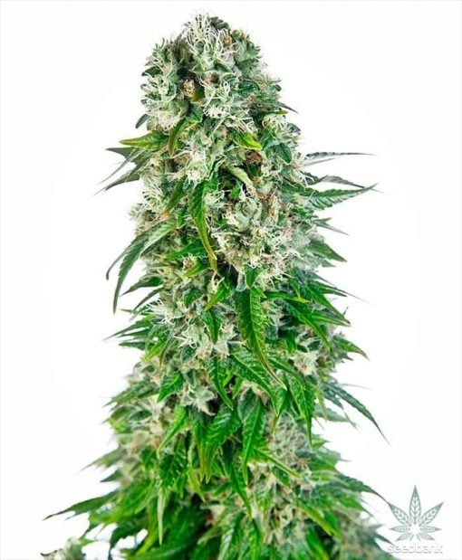 feminized_big_bud_seeds_seedking.com_3