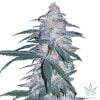 blue dream seeds usa