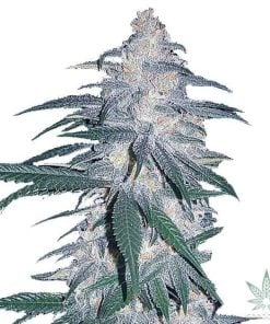 blue dream seeds usa