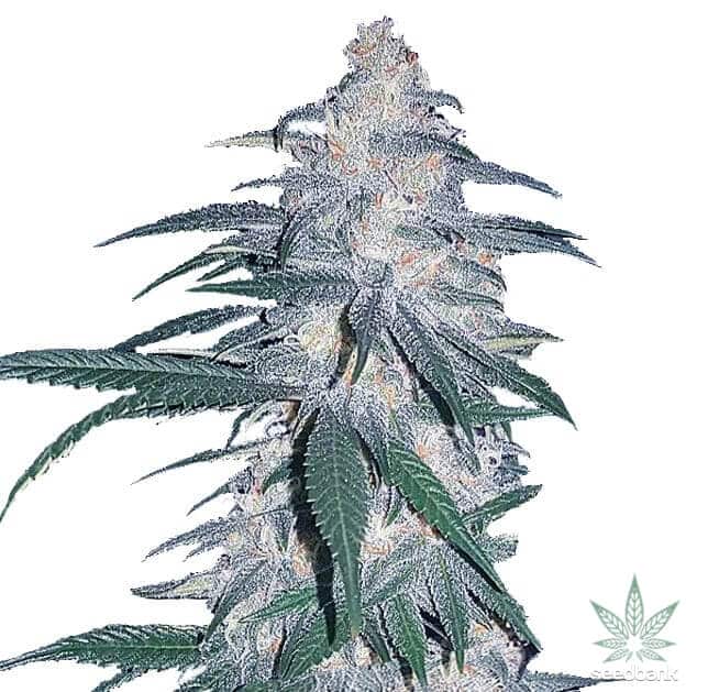 Blue Dream Haze Strain - Hybrid Cannabis Review, CBD : Hytiva