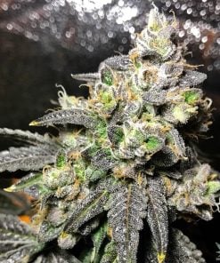 feminisierte_grape_ape_cannabis_seeds_for_sale_usa