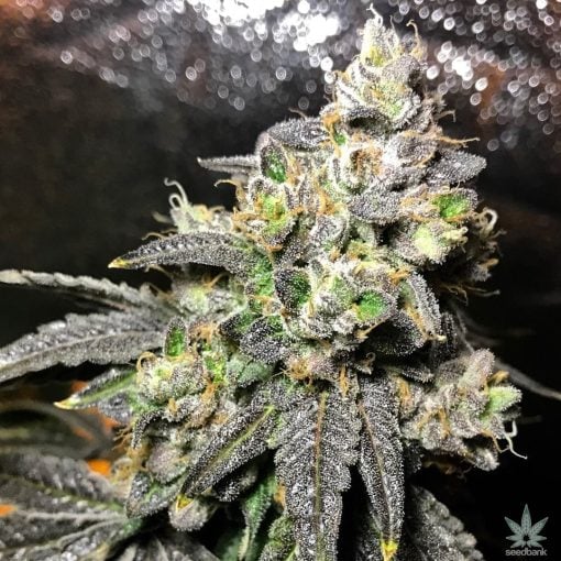 feminized_grape_ape_cannabis_seeds_for_sale_usa