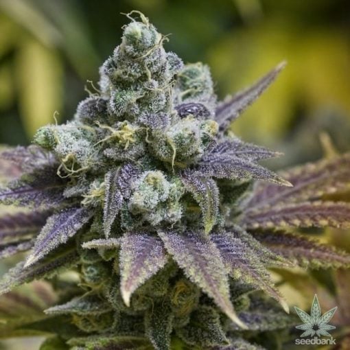 grape ape Samen