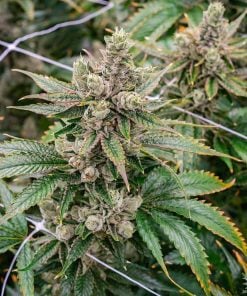 feminized_koshoer_kush_seeds_usa